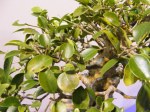 eba_2013_audincourt_46