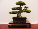 eba_2013_hungary_bonsai